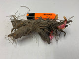Rhubarb root Timperley early Bareroot