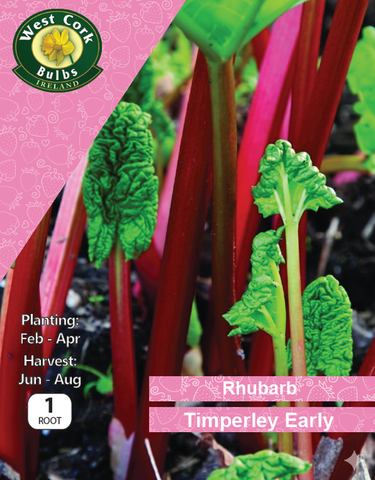 Rhubarb 'Timperley Early'