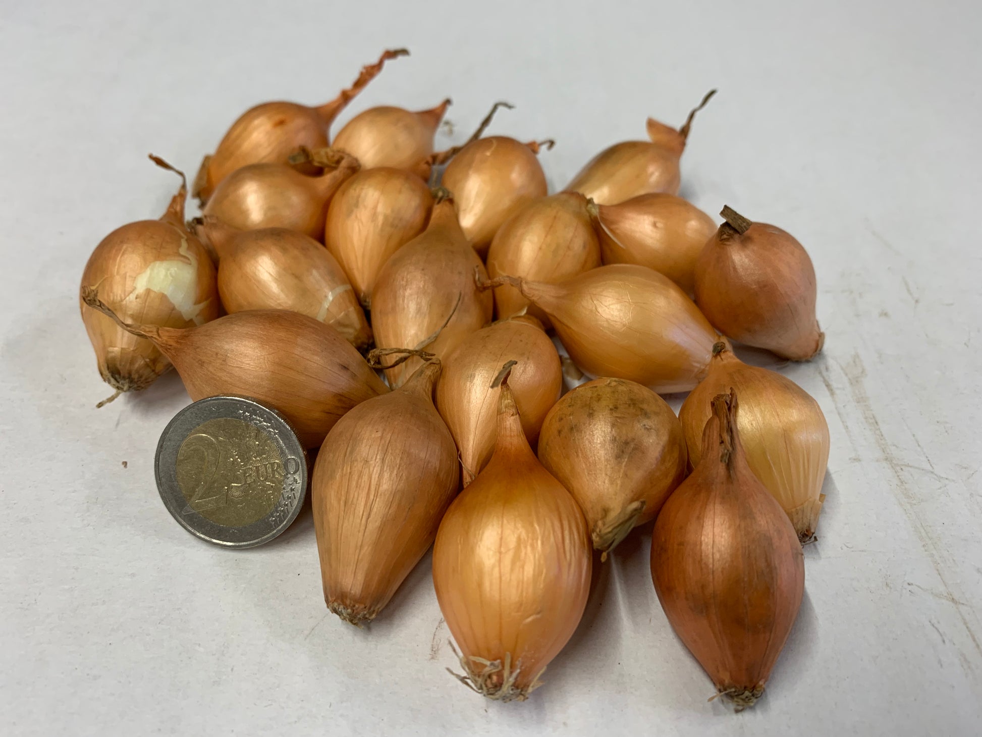 Spring Onion Sets Sturon - Green's of Ireland Online Garden Shop.  Onion Sets, West Cork Bulbs, Daffodil Bulbs, Tulip Bulbs, Crocus Bulbs, Autumn Bulbs, Bulbs, Cheap Bulbs