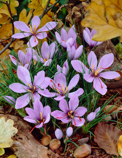 Crocus <p>Sativus</p>