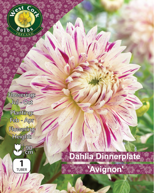 Dahlia Dinnerplate 'Avignon'