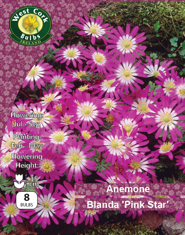 Anemone Blanda 'Pink Star' - Green's of Ireland Online Garden Shop.  Anemones, West Cork Bulbs, Daffodil Bulbs, Tulip Bulbs, Crocus Bulbs, Autumn Bulbs, Bulbs, Cheap Bulbs