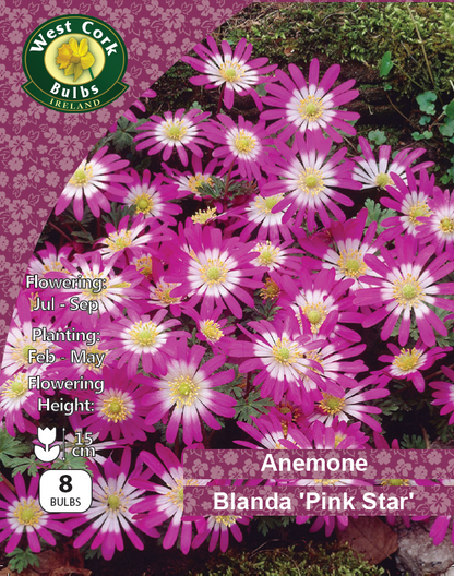 Anemone Blanda 'Pink Star' - Green's of Ireland Online Garden Shop.  Anemones, West Cork Bulbs, Daffodil Bulbs, Tulip Bulbs, Crocus Bulbs, Autumn Bulbs, Bulbs, Cheap Bulbs