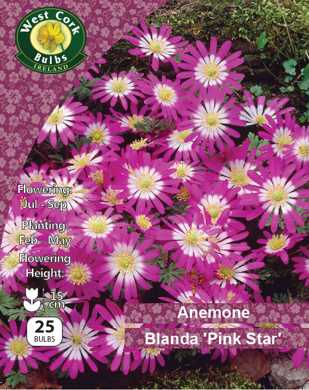 Anemone Blanda 'Pink Star' - Green's of Ireland Online Garden Shop.  Anemones, West Cork Bulbs, Daffodil Bulbs, Tulip Bulbs, Crocus Bulbs, Autumn Bulbs, Bulbs, Cheap Bulbs