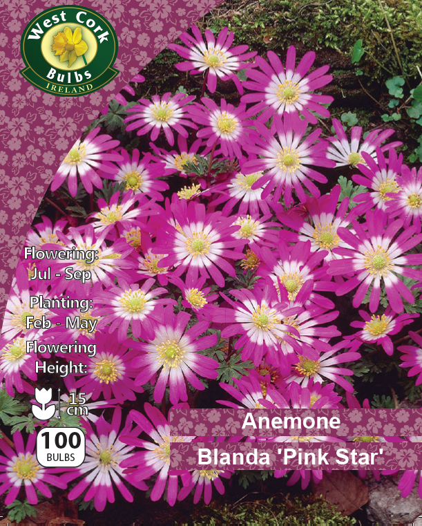 Anemone Blanda 'Pink Star' - Green's of Ireland Online Garden Shop.  Anemones, West Cork Bulbs, Daffodil Bulbs, Tulip Bulbs, Crocus Bulbs, Autumn Bulbs, Bulbs, Cheap Bulbs