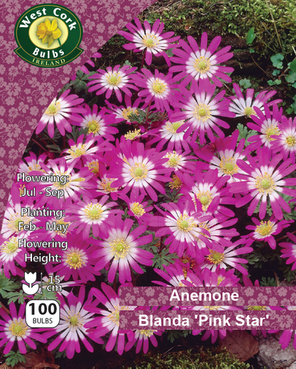 Anemone Blanda 'Pink Star' - Green's of Ireland Online Garden Shop.  Anemones, West Cork Bulbs, Daffodil Bulbs, Tulip Bulbs, Crocus Bulbs, Autumn Bulbs, Bulbs, Cheap Bulbs