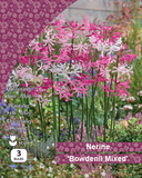 Nerine Bowdenii 'Alba'