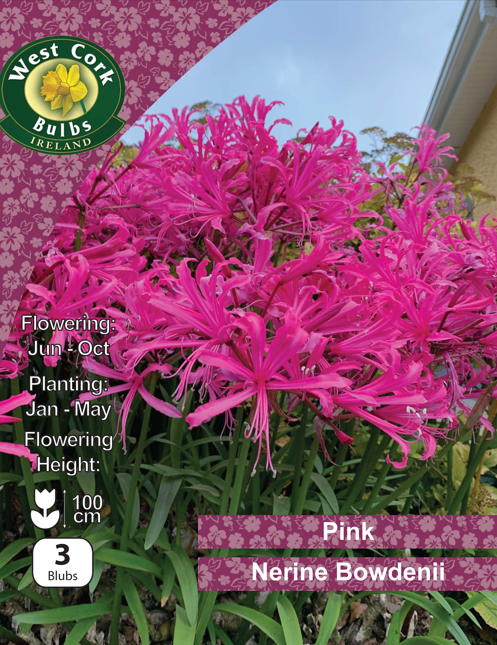 Nerine Bowdenii 'Rosa' - Green's of Ireland Online Garden Shop.  Flower Bulbs, West Cork Bulbs, Daffodil Bulbs, Tulip Bulbs, Crocus Bulbs, Autumn Bulbs, Bulbs, Cheap Bulbs