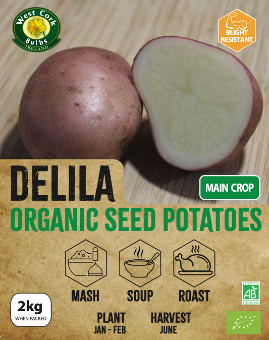 Organic Seed Potato 'Délila'