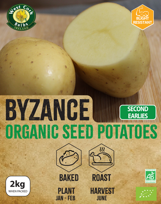 Organic Seed Potato 'Byzance'