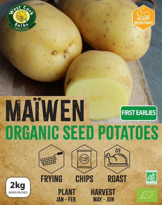 Organic Seed Potato 'Maïwen'