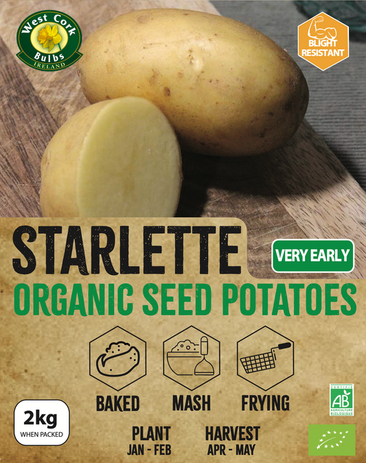 Organic Seed Potato 'Starlette'