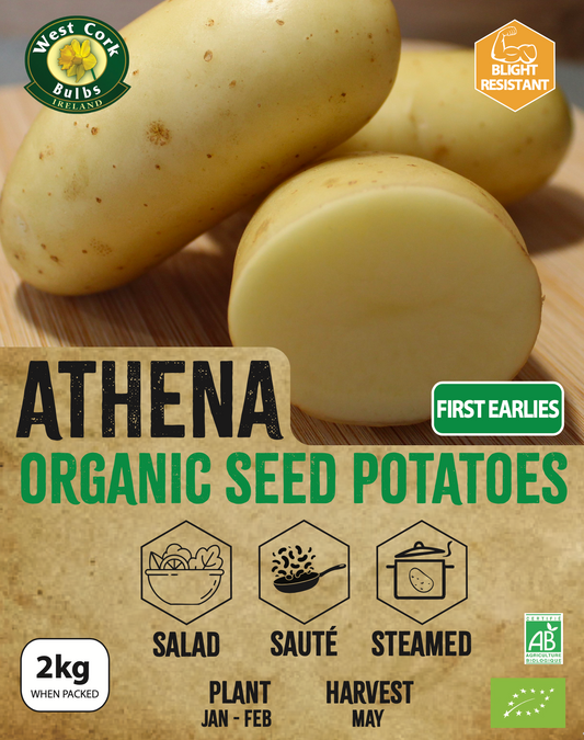 Organic Seed Potato 'Athéna'