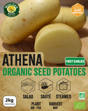 Organic Seed Potato 'Athéna'