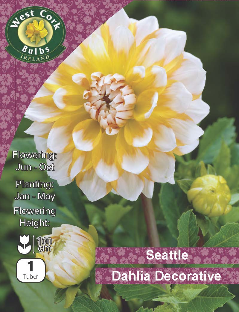 Dahlia Decorative 'Seattle' - Green's of Ireland Online Garden Shop.  Flower Bulbs, West Cork Bulbs, Daffodil Bulbs, Tulip Bulbs, Crocus Bulbs, Autumn Bulbs, Bulbs, Cheap Bulbs