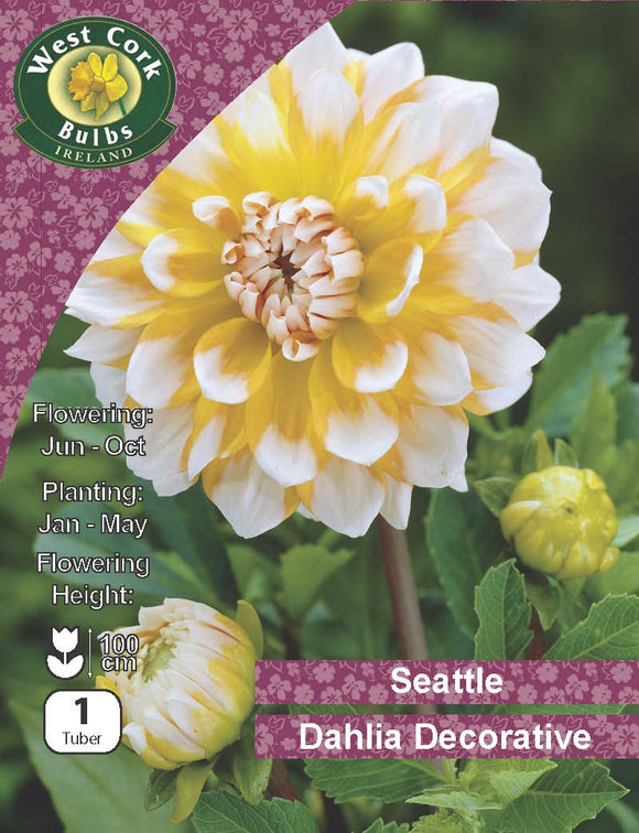 Dahlia Decorative 'Seattle'