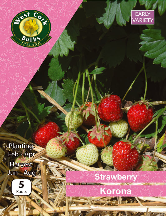Strawberry 'Korona' - Green's of Ireland Online Garden Shop.  Berry, West Cork Bulbs, Daffodil Bulbs, Tulip Bulbs, Crocus Bulbs, Autumn Bulbs, Bulbs, Cheap Bulbs