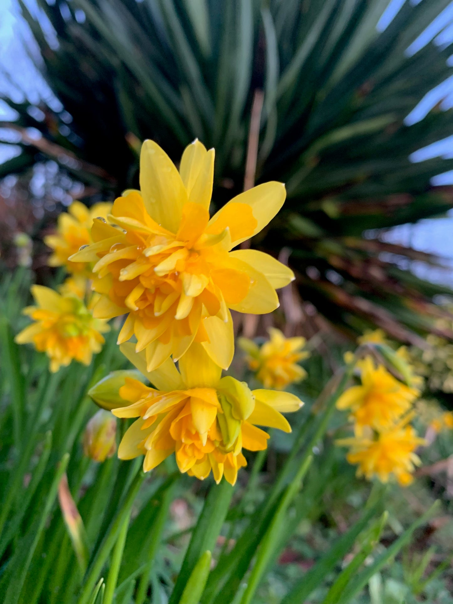 Miniature Daffodils Tete A Tete Boucle - Green's of Ireland Online Garden Shop.  Flower Bulbs, West Cork Bulbs, Daffodil Bulbs, Tulip Bulbs, Crocus Bulbs, Autumn Bulbs, Bulbs, Cheap Bulbs
