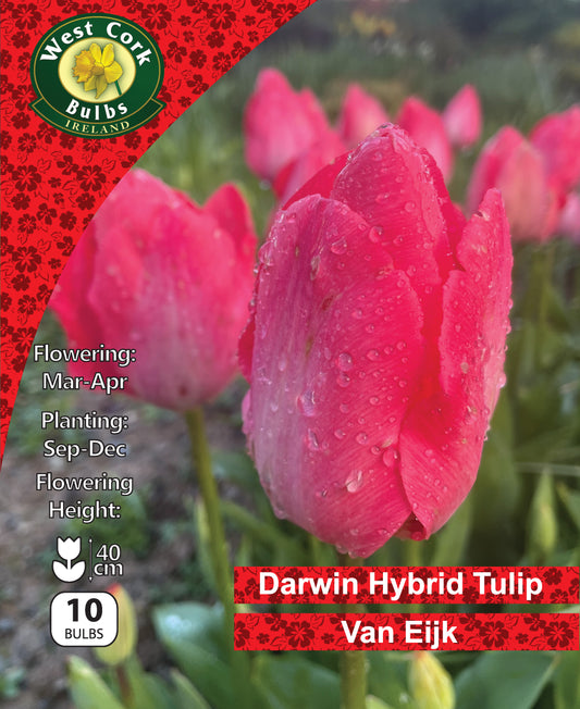 Single Tulip Van Eijk - Green's of Ireland Online Garden Shop.  Tulips, West Cork Bulbs, Daffodil Bulbs, Tulip Bulbs, Crocus Bulbs, Autumn Bulbs, Bulbs, Cheap Bulbs