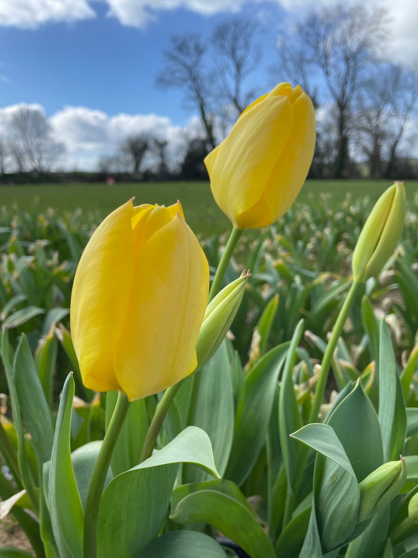 Single Tulip Golden Apeldoorn - Green's of Ireland Online Garden Shop.  Tulips, West Cork Bulbs, Daffodil Bulbs, Tulip Bulbs, Crocus Bulbs, Autumn Bulbs, Bulbs, Cheap Bulbs