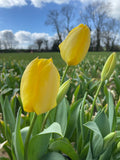 Single Tulip Golden Apeldoorn - Green's of Ireland Online Garden Shop.  Tulips, West Cork Bulbs, Daffodil Bulbs, Tulip Bulbs, Crocus Bulbs, Autumn Bulbs, Bulbs, Cheap Bulbs