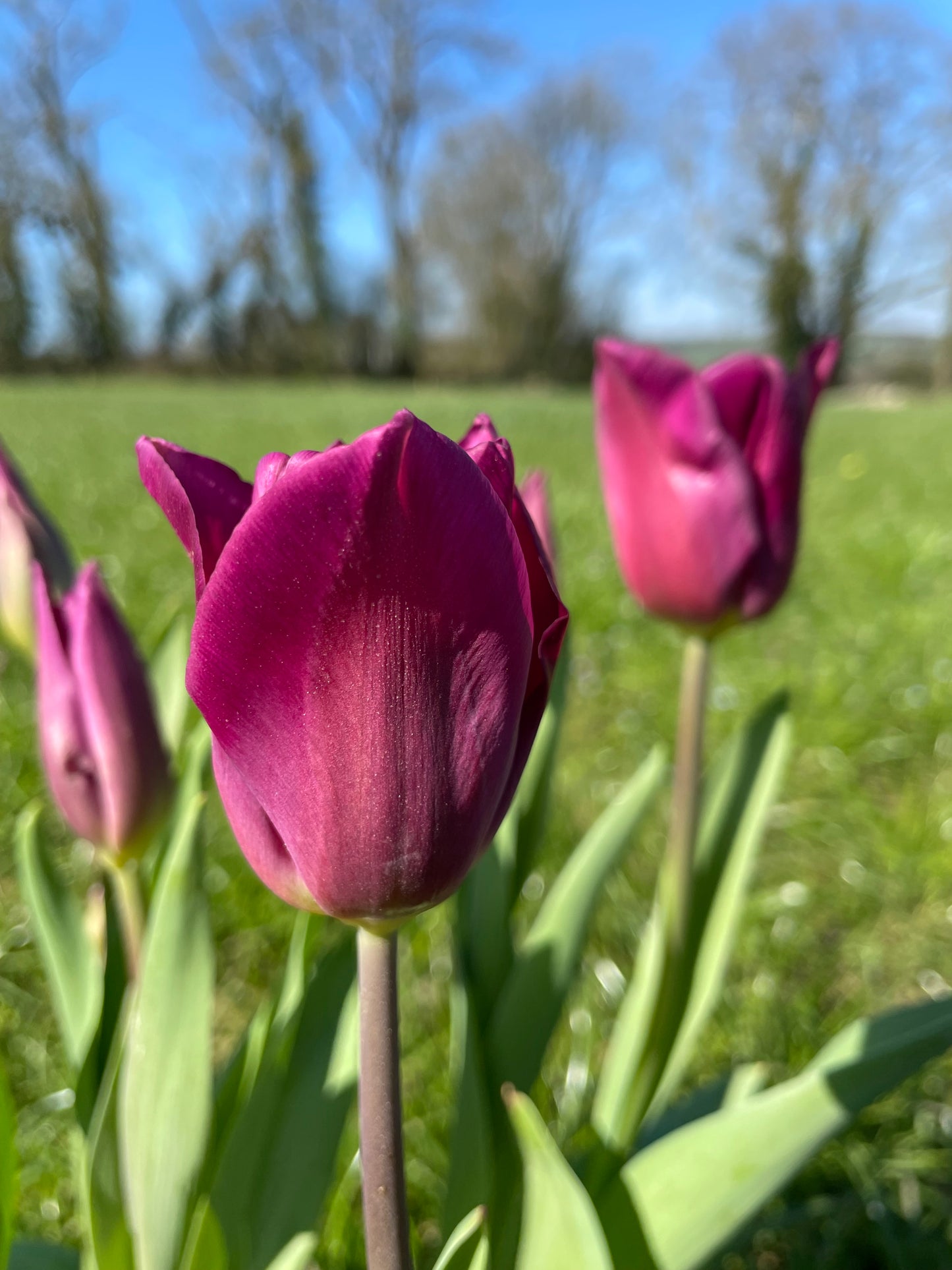 Single Tulip Purple Flag - Green's of Ireland Online Garden Shop.  Tulips, West Cork Bulbs, Daffodil Bulbs, Tulip Bulbs, Crocus Bulbs, Autumn Bulbs, Bulbs, Cheap Bulbs