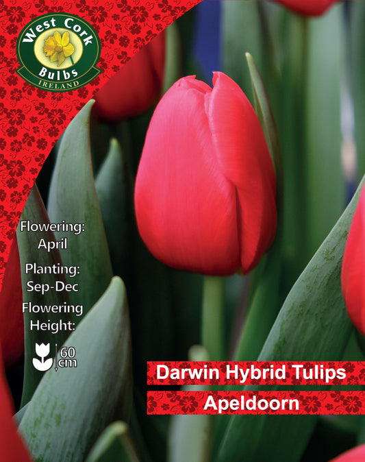 Single Tulip 'Apeldoorn' - Green's of Ireland Online Garden Shop.  Tulips, West Cork Bulbs, Daffodil Bulbs, Tulip Bulbs, Crocus Bulbs, Autumn Bulbs, Bulbs, Cheap Bulbs
