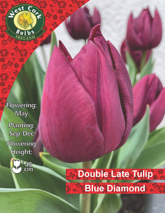Double Tulip Blue Diamond - Green's of Ireland Online Garden Shop.  Tulips, West Cork Bulbs, Daffodil Bulbs, Tulip Bulbs, Crocus Bulbs, Autumn Bulbs, Bulbs, Cheap Bulbs