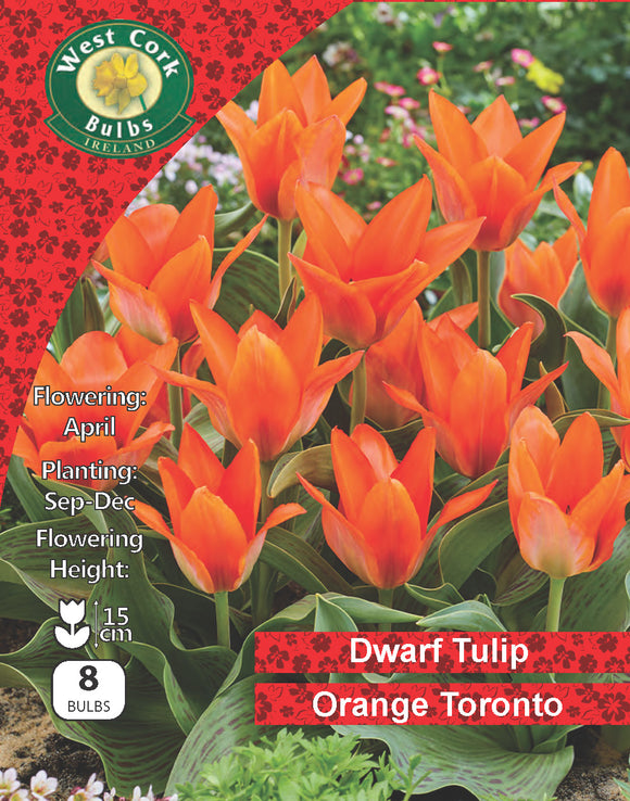 Tulipe Naine <p> Toronto</p>