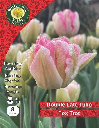 Double Tulip Foxtrot - Green's of Ireland Online Garden Shop.  Tulips, West Cork Bulbs, Daffodil Bulbs, Tulip Bulbs, Crocus Bulbs, Autumn Bulbs, Bulbs, Cheap Bulbs