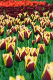 Single Tulip Triumph Gavota