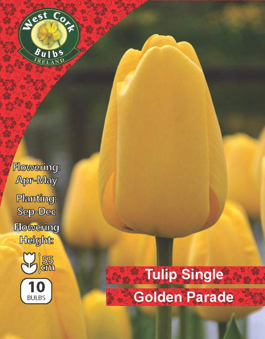 Single Tulip 'Golden Parade' - Green's of Ireland Online Garden Shop.  Tulips, West Cork Bulbs, Daffodil Bulbs, Tulip Bulbs, Crocus Bulbs, Autumn Bulbs, Bulbs, Cheap Bulbs