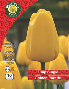 Tulipe Simple <p> Golden Apeldoorn</p>
