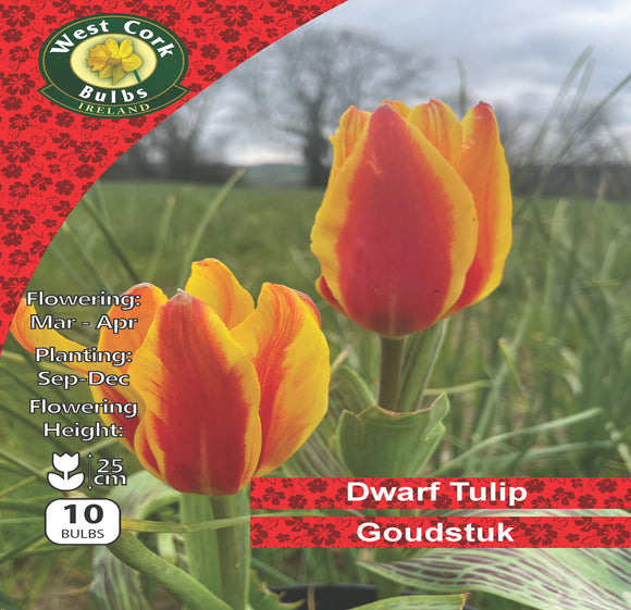 Tulipe Naine <p> Red Riding Hood</p
