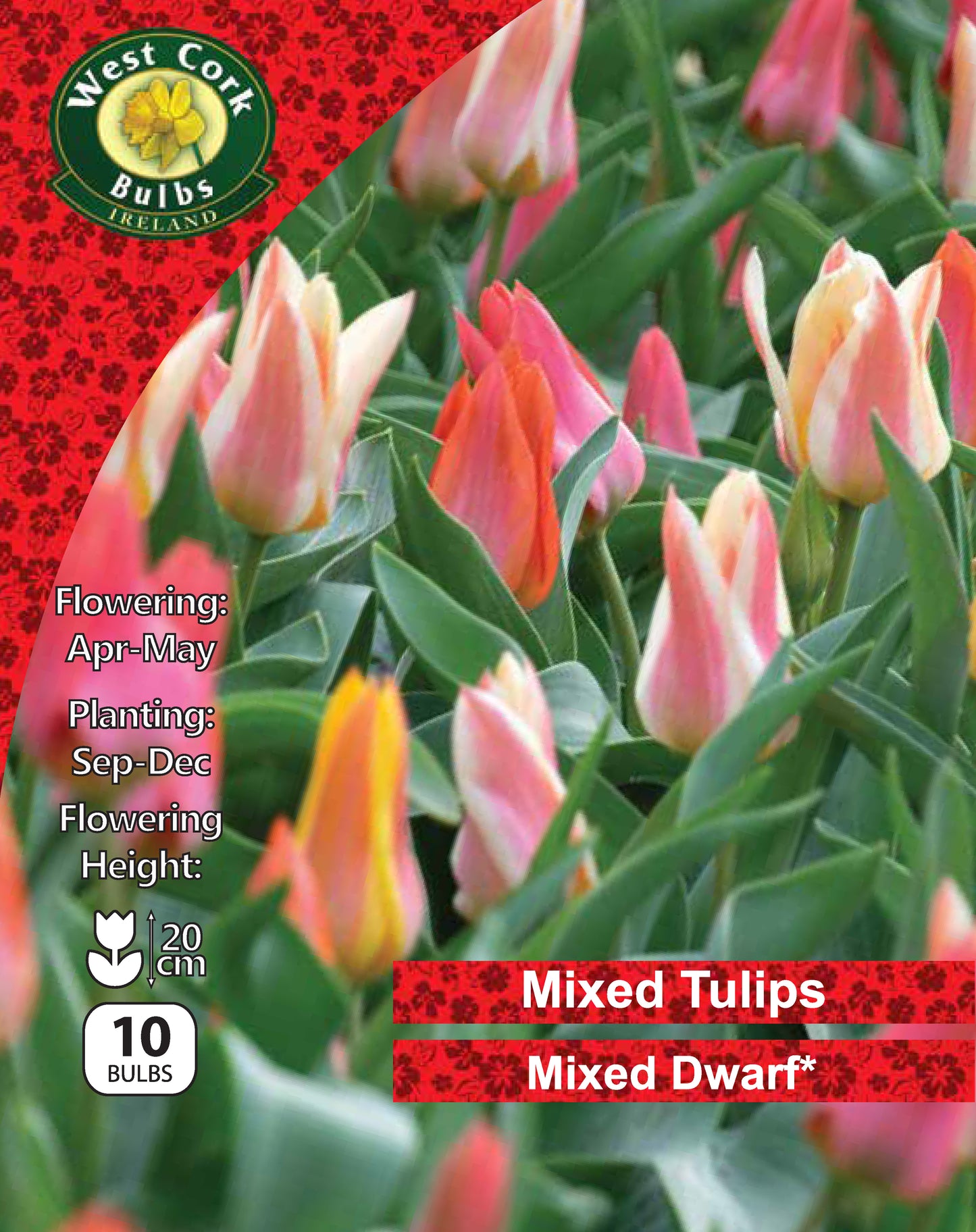 Dwarf Tulip Mixed - Green's of Ireland Online Garden Shop.  Tulips, West Cork Bulbs, Daffodil Bulbs, Tulip Bulbs, Crocus Bulbs, Autumn Bulbs, Bulbs, Cheap Bulbs
