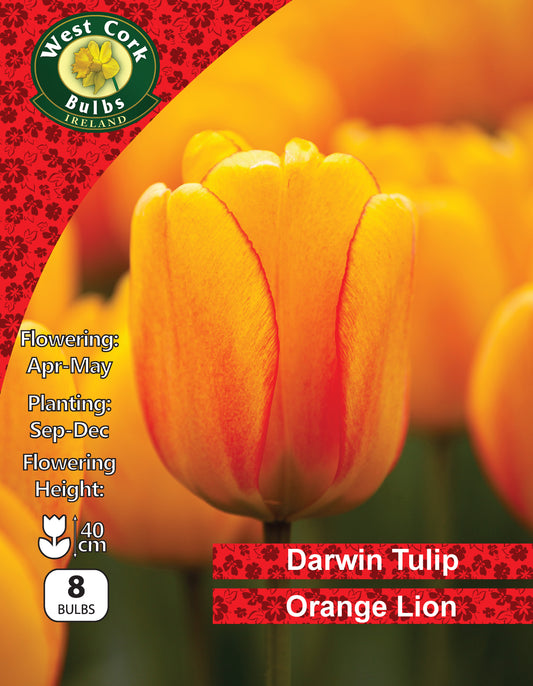 Darwin Tulip Orange Lion - Green's of Ireland Online Garden Shop.  Tulips, West Cork Bulbs, Daffodil Bulbs, Tulip Bulbs, Crocus Bulbs, Autumn Bulbs, Bulbs, Cheap Bulbs