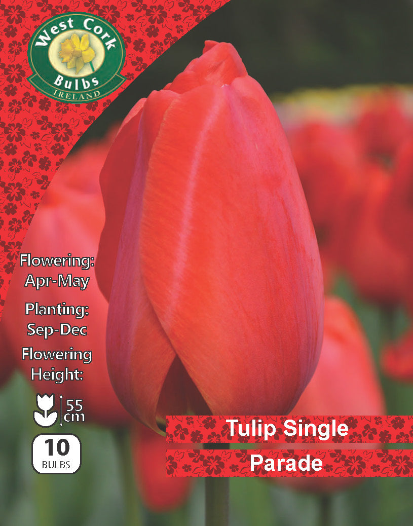 Single Tulip 'Parade' - Green's of Ireland Online Garden Shop.  Tulips, West Cork Bulbs, Daffodil Bulbs, Tulip Bulbs, Crocus Bulbs, Autumn Bulbs, Bulbs, Cheap Bulbs