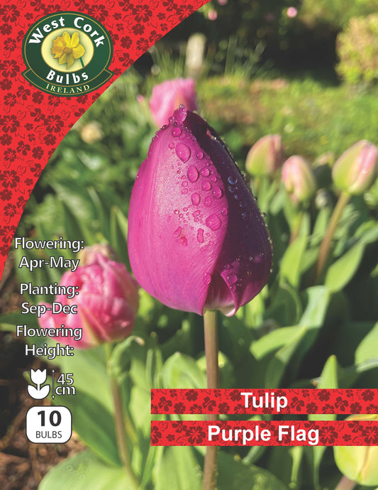 Single Tulip Purple Flag - Green's of Ireland Online Garden Shop.  Tulips, West Cork Bulbs, Daffodil Bulbs, Tulip Bulbs, Crocus Bulbs, Autumn Bulbs, Bulbs, Cheap Bulbs