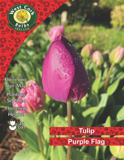 Single Tulip Purple Flag - Green's of Ireland Online Garden Shop.  Tulips, West Cork Bulbs, Daffodil Bulbs, Tulip Bulbs, Crocus Bulbs, Autumn Bulbs, Bulbs, Cheap Bulbs