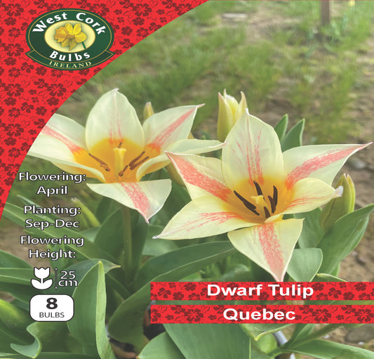 Dwarf Tulip 'Quebec' - Green's of Ireland Online Garden Shop.  Tulips, West Cork Bulbs, Daffodil Bulbs, Tulip Bulbs, Crocus Bulbs, Autumn Bulbs, Bulbs, Cheap Bulbs