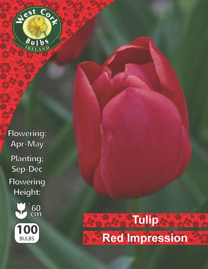 Single Tulip 'Red Impression' - Green's of Ireland Online Garden Shop.  Tulips, West Cork Bulbs, Daffodil Bulbs, Tulip Bulbs, Crocus Bulbs, Autumn Bulbs, Bulbs, Cheap Bulbs