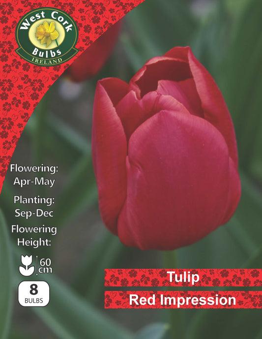 Single Tulip 'Red Impression' - Green's of Ireland Online Garden Shop.  Tulips, West Cork Bulbs, Daffodil Bulbs, Tulip Bulbs, Crocus Bulbs, Autumn Bulbs, Bulbs, Cheap Bulbs