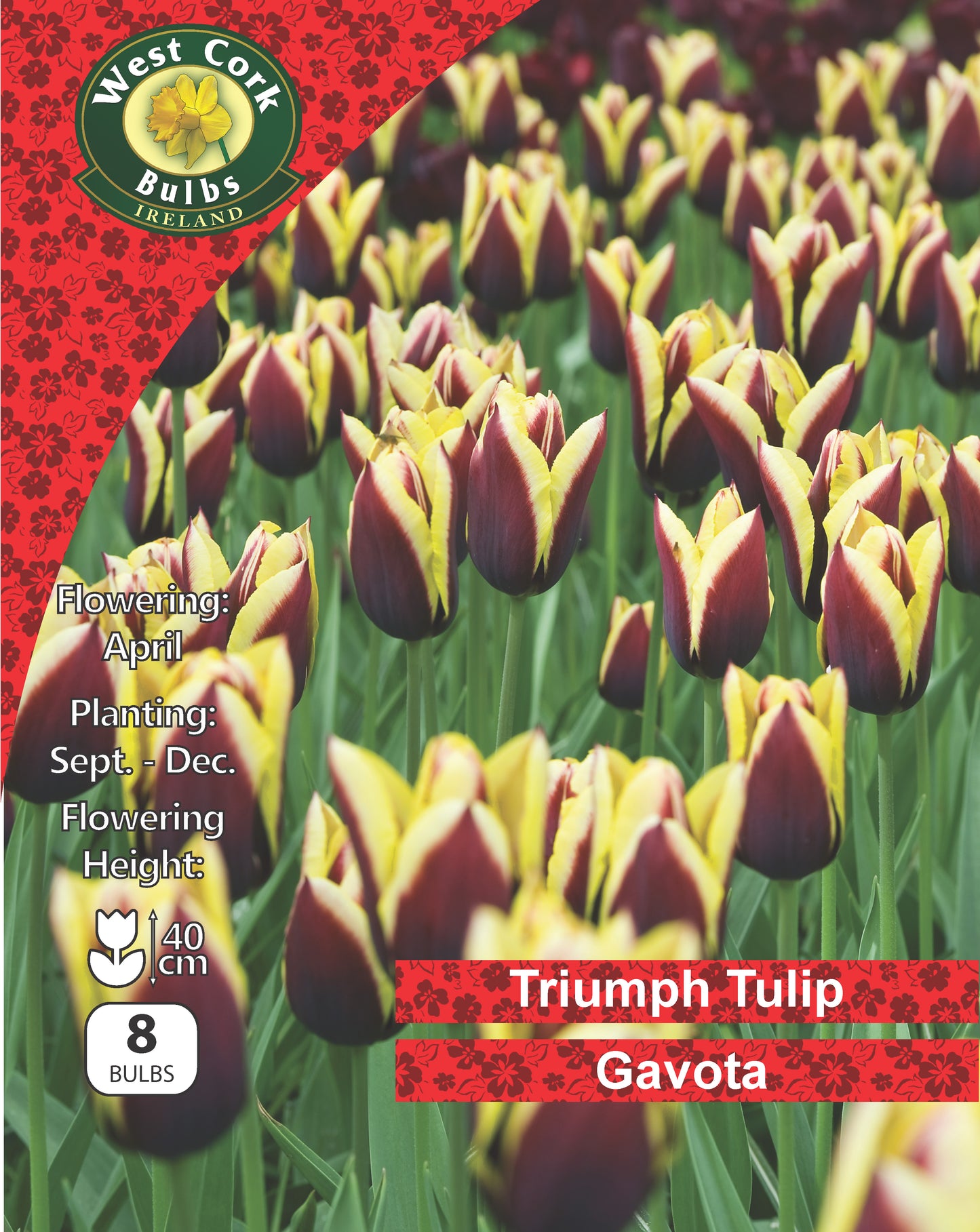 Single Tulip Triumph Gavota - Green's of Ireland Online Garden Shop.  Tulips, West Cork Bulbs, Daffodil Bulbs, Tulip Bulbs, Crocus Bulbs, Autumn Bulbs, Bulbs, Cheap Bulbs
