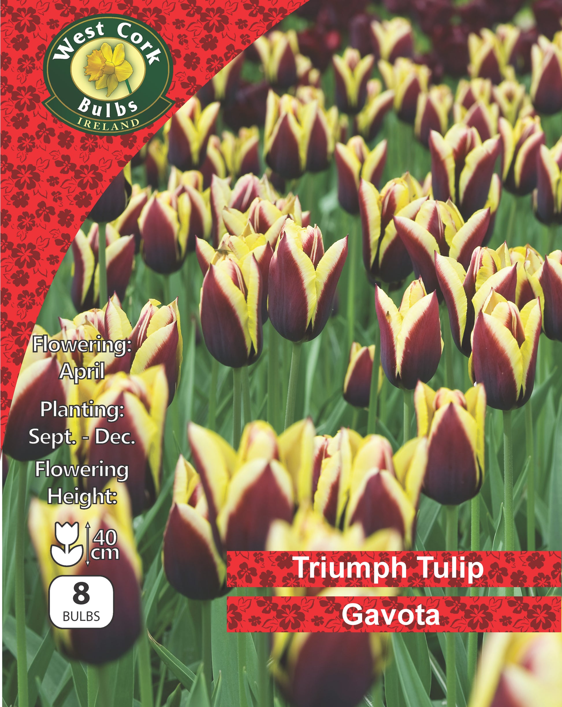 Single Tulip Triumph Gavota - Green's of Ireland Online Garden Shop.  Tulips, West Cork Bulbs, Daffodil Bulbs, Tulip Bulbs, Crocus Bulbs, Autumn Bulbs, Bulbs, Cheap Bulbs