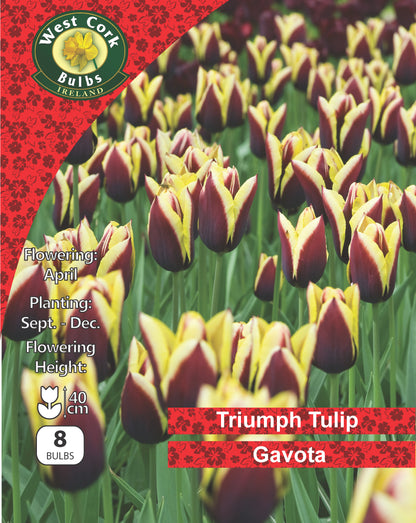 Single Tulip Triumph Gavota - Green's of Ireland Online Garden Shop.  Tulips, West Cork Bulbs, Daffodil Bulbs, Tulip Bulbs, Crocus Bulbs, Autumn Bulbs, Bulbs, Cheap Bulbs