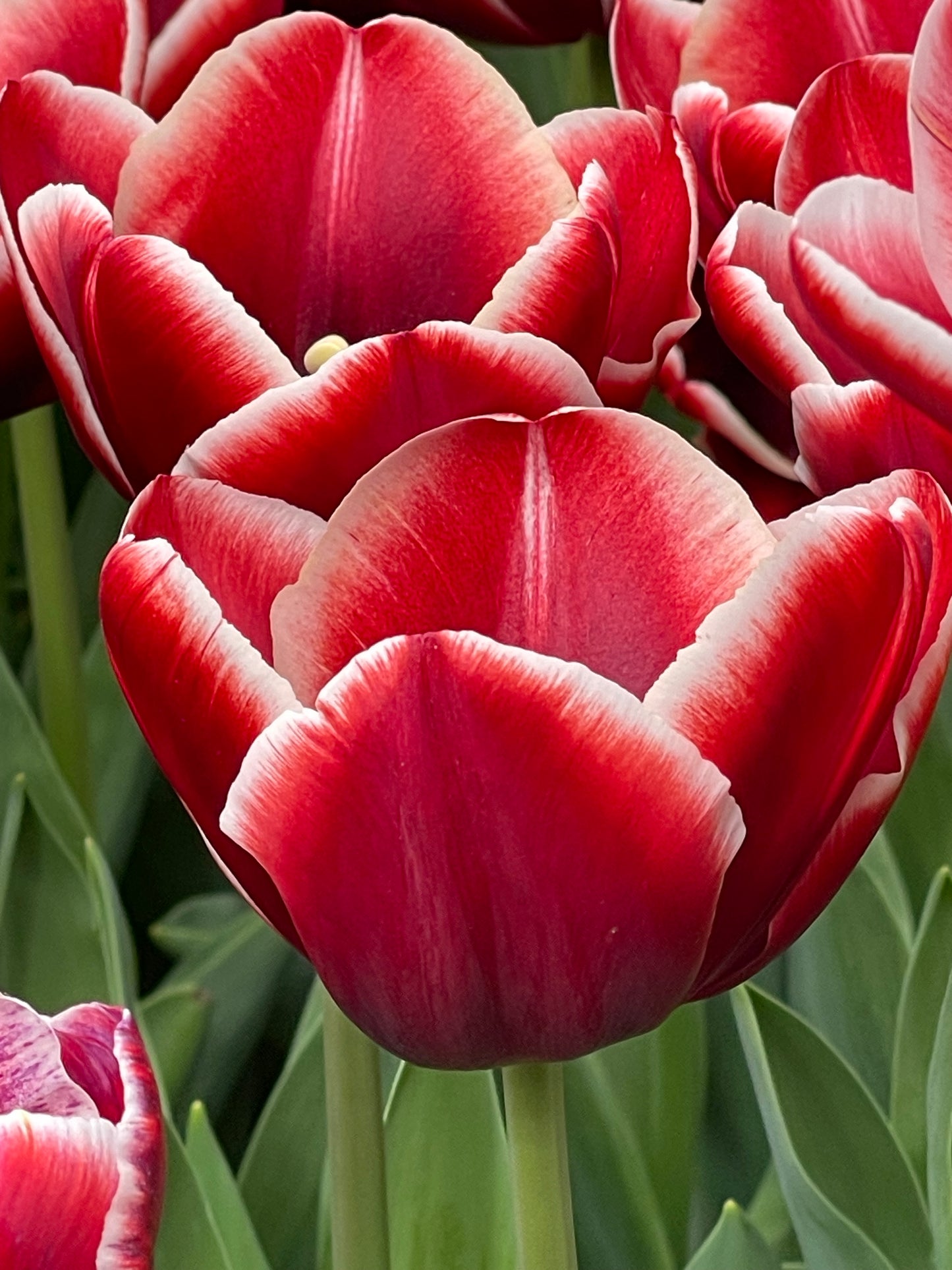 Single Tulip Triumph 'Armani'