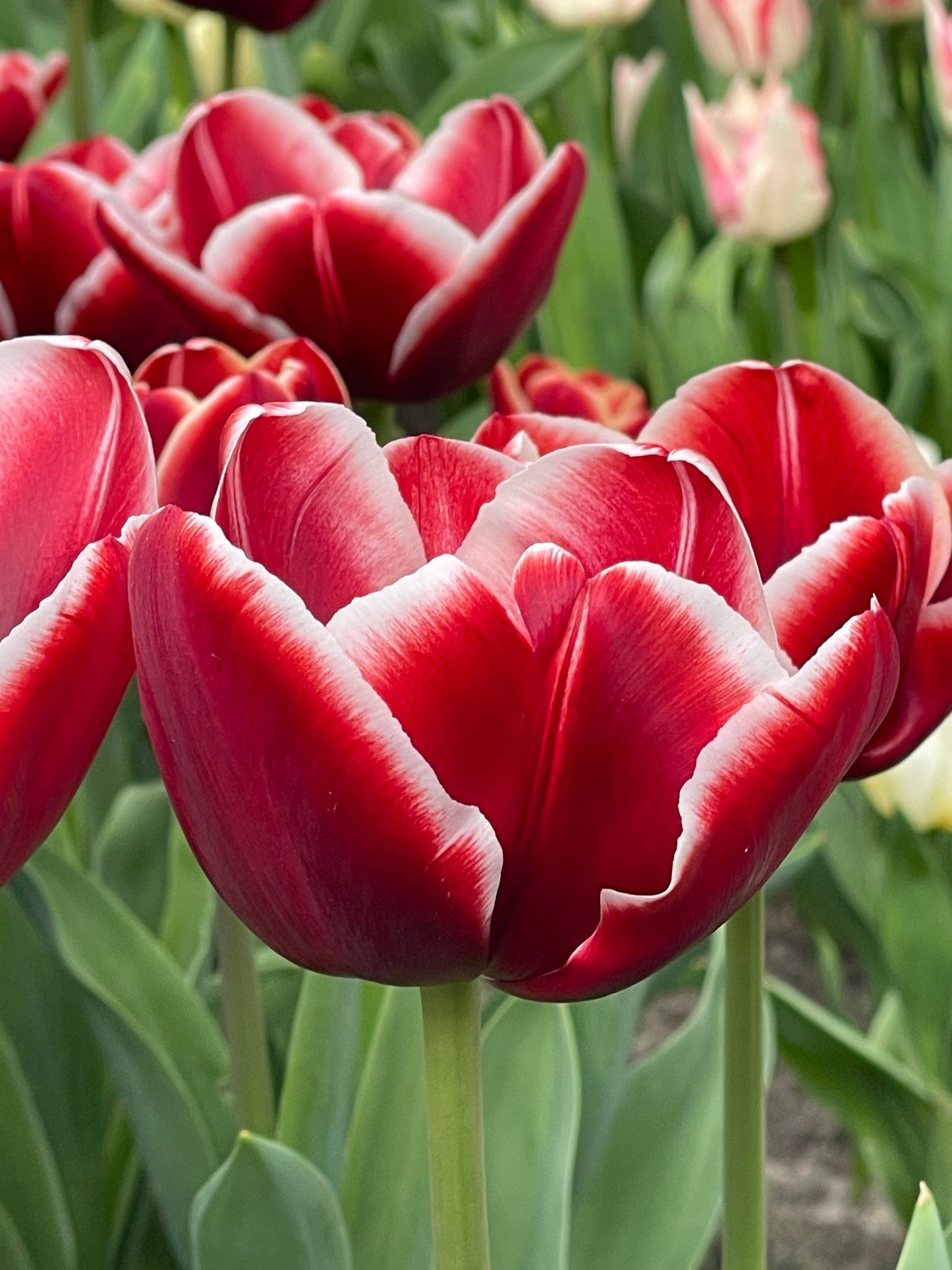 Single Tulip Triumph 'Armani'