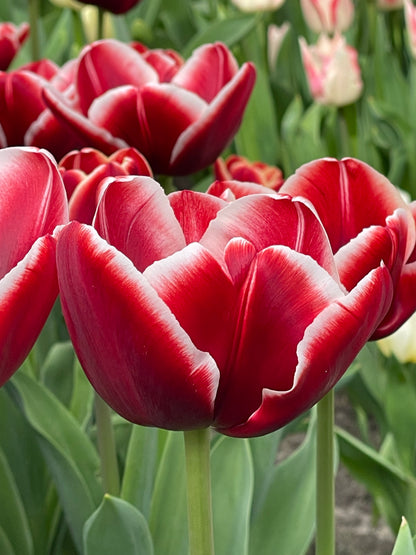 Single Tulip Triumph 'Armani'