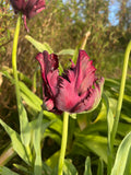 Tulipe Perroquet <p> Black Parrot</p>