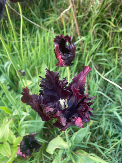Tulip Black Parrot - Green's of Ireland Online Garden Shop.  Tulips, West Cork Bulbs, Daffodil Bulbs, Tulip Bulbs, Crocus Bulbs, Autumn Bulbs, Bulbs, Cheap Bulbs